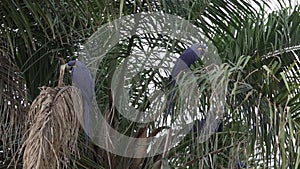 beautiful blue hyacinth macaw Anodorhynchus hyacinthinus