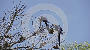 beautiful blue hyacinth macaw Anodorhynchus hyacinthinus