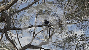 beautiful blue hyacinth macaw Anodorhynchus hyacinthinus