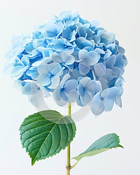 A beautiful blue hydrangea flower with a green leaf set against a white background photo