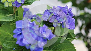 Beautiful blue hydrangea flowers isolated on green.