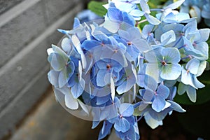 Beautiful blue hydrangea flowers