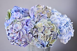 Beautiful blue hydrangea flowers in a vase on a table . Bouquet of light pink flower. Decoration of home. Wallpaper and