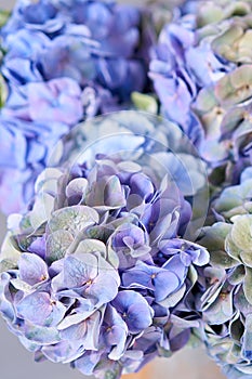 Beautiful blue hydrangea flowers in a vase on a table . Bouquet of light pink flower. Decoration of home. Wallpaper and