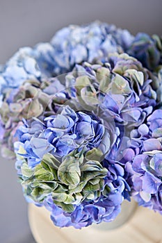 Beautiful blue hydrangea flowers in a vase on a table . Bouquet of light pink flower. Decoration of home. Wallpaper and