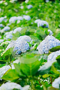 Beautiful blue hydrangeas are blooming in the garden.