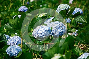 Beautiful blue hydrangeas are blooming in the garden.