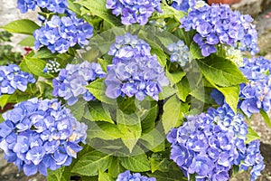 Beautiful blue hydrangeas glowing in early summer