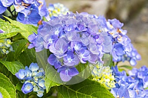 Beautiful blue hydrangeas glowing in early summer