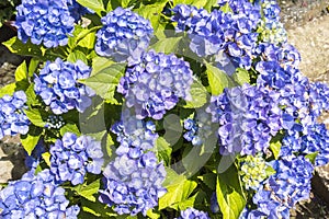 Beautiful blue hydrangeas glowing in early summer