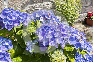 Beautiful blue hydrangeas glowing in early summer