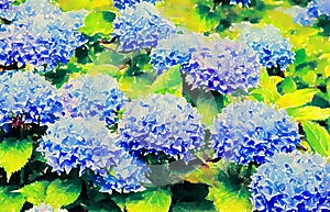 Beautiful blue hydrangeas, watercolor illustration.