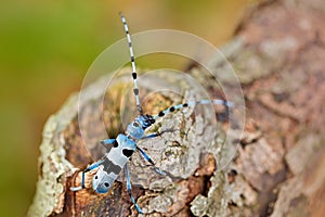 Beautiful blue incest with long feelers. Blue insect. Rosalia Longicorn, Rosalia alpina, in the nature green forest habitat, sitti