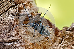 Beautiful blue incest with long feelers. Rosalia Longicorn, Rosalia alpina, in the nature green forest habitat, sitting on the