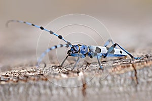 Beautiful blue incest with long feelers. Rosalia Longicorn, Rosalia alpina, in the nature green forest habitat, sitting on the