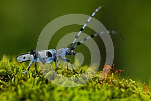 Beautiful blue incest with long feelers, Rosalia Longicorn, Rosalia alpina, in the nature green forest habitat, sitting on the