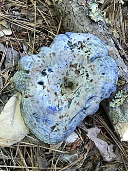 Beautiful Blue Indigo Mushroom - Lactarius indigo - Indigo Milky Caps