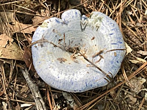 Beautiful Blue Indigo Wild Mushroom - lactarius indigo - Morgan County Alabama USA