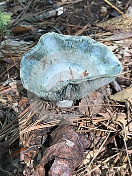 Beautiful Blue Indigo Wild Mushroom - lactarius indigo - Morgan County Alabama USA