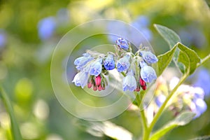 Beautiful blue inflorescences on a blurry background