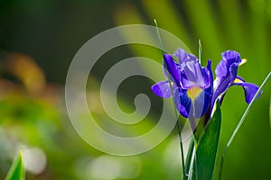 Beautiful blue iris in bloom