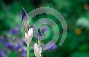 Beautiful blue iris in bloom