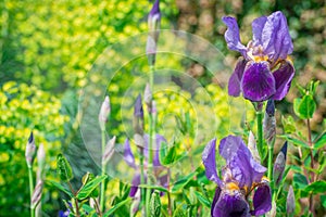 Beautiful blue iris in bloom