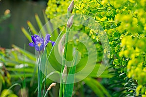 Beautiful blue iris in bloom