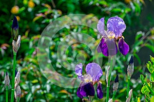 Beautiful blue iris in bloom