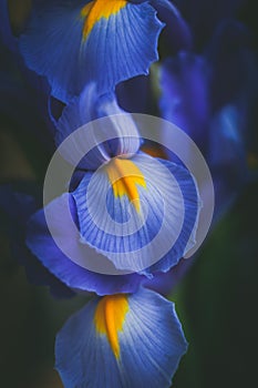 Beautiful blue iris flower close up macro shot shallow dof