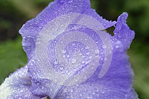 Beautiful blue iris flower with dew drops outdoors, closeup