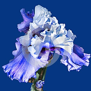 Beautiful Blue Iris Flower at Woodward Park, Tulsa