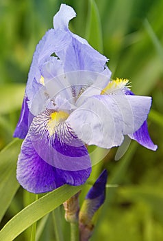 Beautiful blue iris. Summer flower.