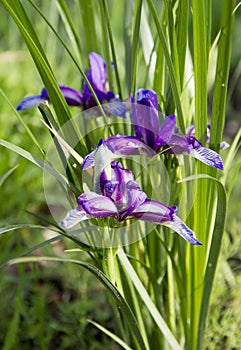 Beautiful blue iris. Summer flower.