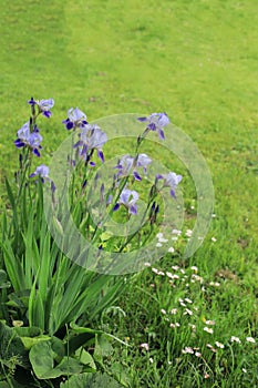 Beautiful blue irises in a spring garden