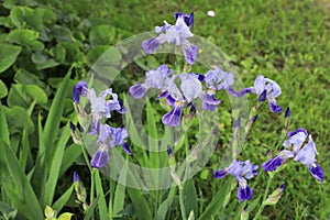 Beautiful blue irises in a spring garden