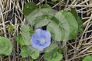 Blue Ivyleaf Morning Glory Alabama Wildflower photo