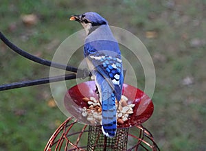 A beautiful Blue Jay eating peanuts from a bird feeder