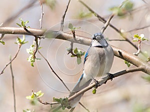 Beautiful Blue Jay Perched in Apple Tree in Spring