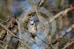 Beautiful blue jay perched on a branch