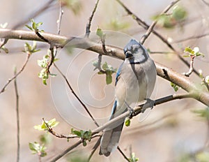 Beautiful Blue Jay Posing in Apple Tree in Spring