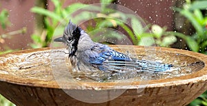 Beautiful Blue jay splashing around in a birdbath