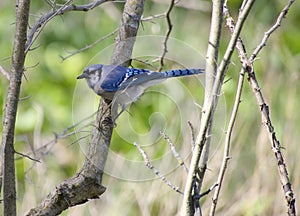 Beautiful Blue Jay On Tree Branch Side View