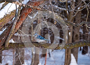 Beautiful blue jay in winter in Missouri.