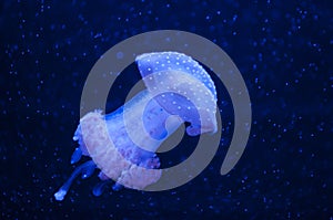 Beautiful blue jellyfish