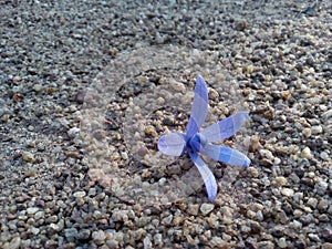 Beautiful blue jesmine flower is on the ground photo