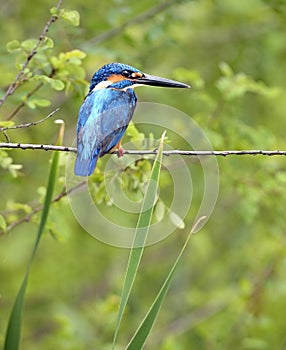 Beautiful blue Kingfisher