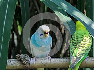 Beautiful Blue Little Parrots, Conures,