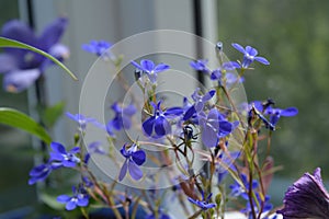 Beautiful blue lobelia flowers. Balcony garden in summer
