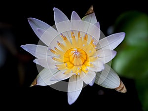 Beautiful blue lotus on black background